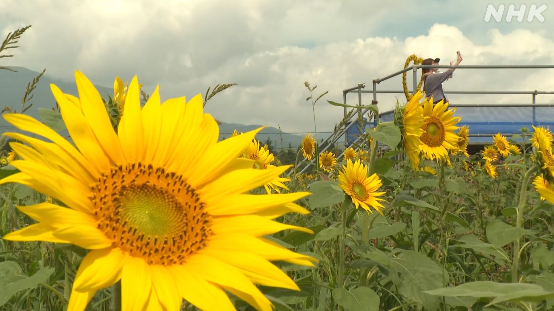 Nasu Town, Tochigi Prefecture: 1.5 million sunflowers are beautiful now.