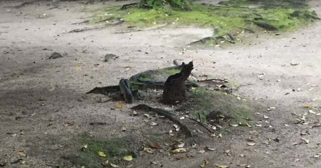 Surprise at the true identity of the “cat that absolutely won’t run away” in the park! ⇨ Comments flood in: “I’ve been bewitched,” “This is easy to mistake”