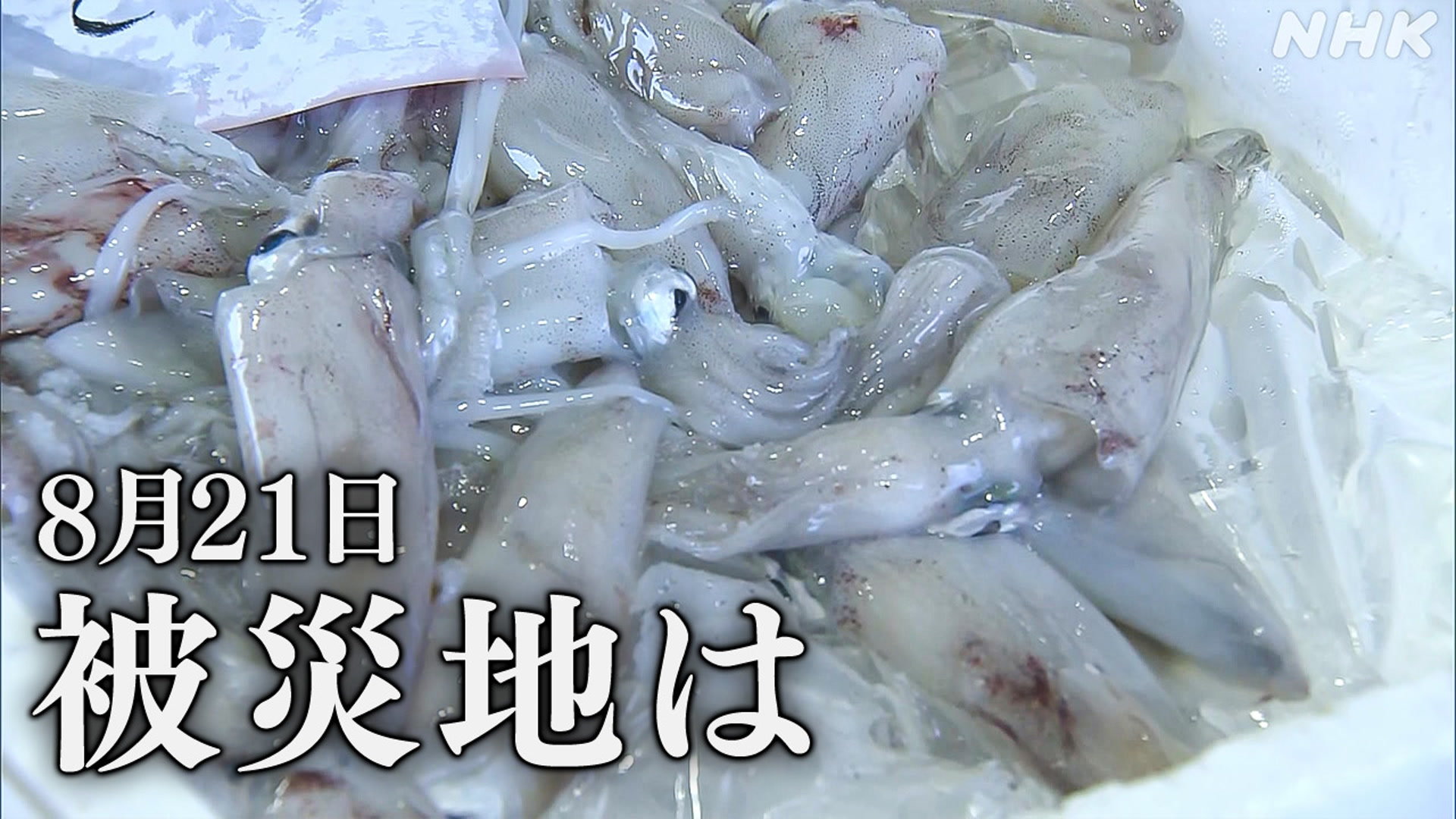 Kumamoto Prefecture Yatsushiro Port: Market fish volume down about 30%
