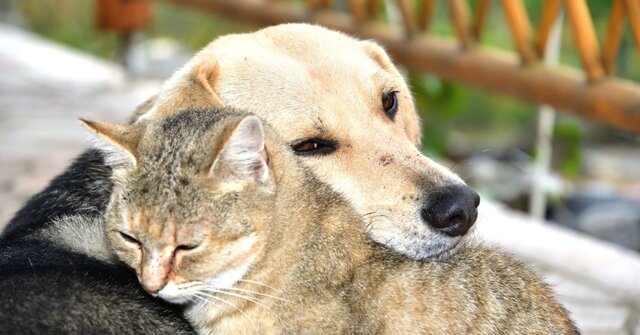 Smart feeder outage lasts 38 hours, pets can't eat, owners flood with complaints: "I'm traveling" "My cat will die"