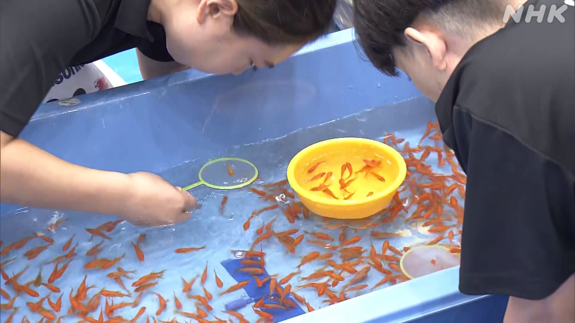 There was a goldfish scooping contest in Yamatokoriyama City, Nara Prefecture.