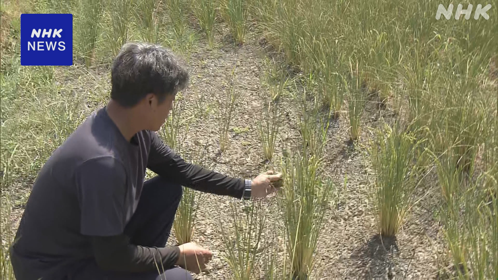 Farmers who grow rice are struggling because of the lack of rain.