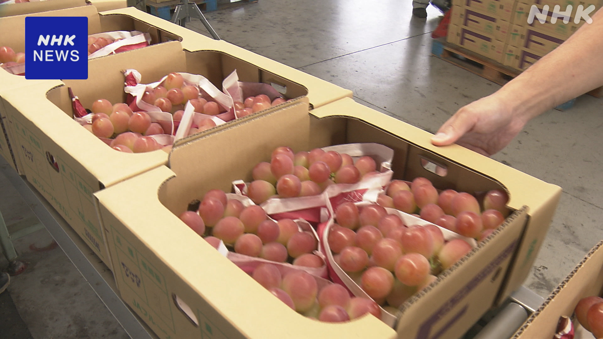 Yamanashi Prefecture's New Grape: Busy Shipping to Market