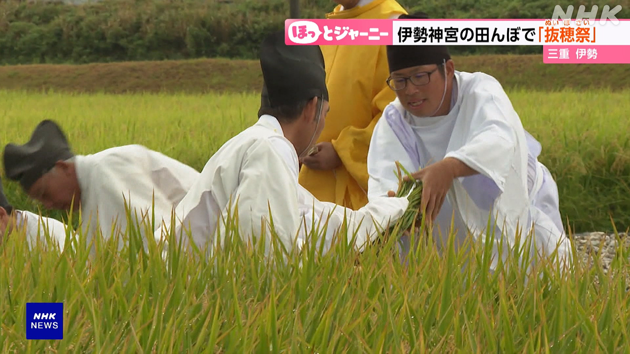 Rice harvesting begins in the rice paddies of Ise Jingu