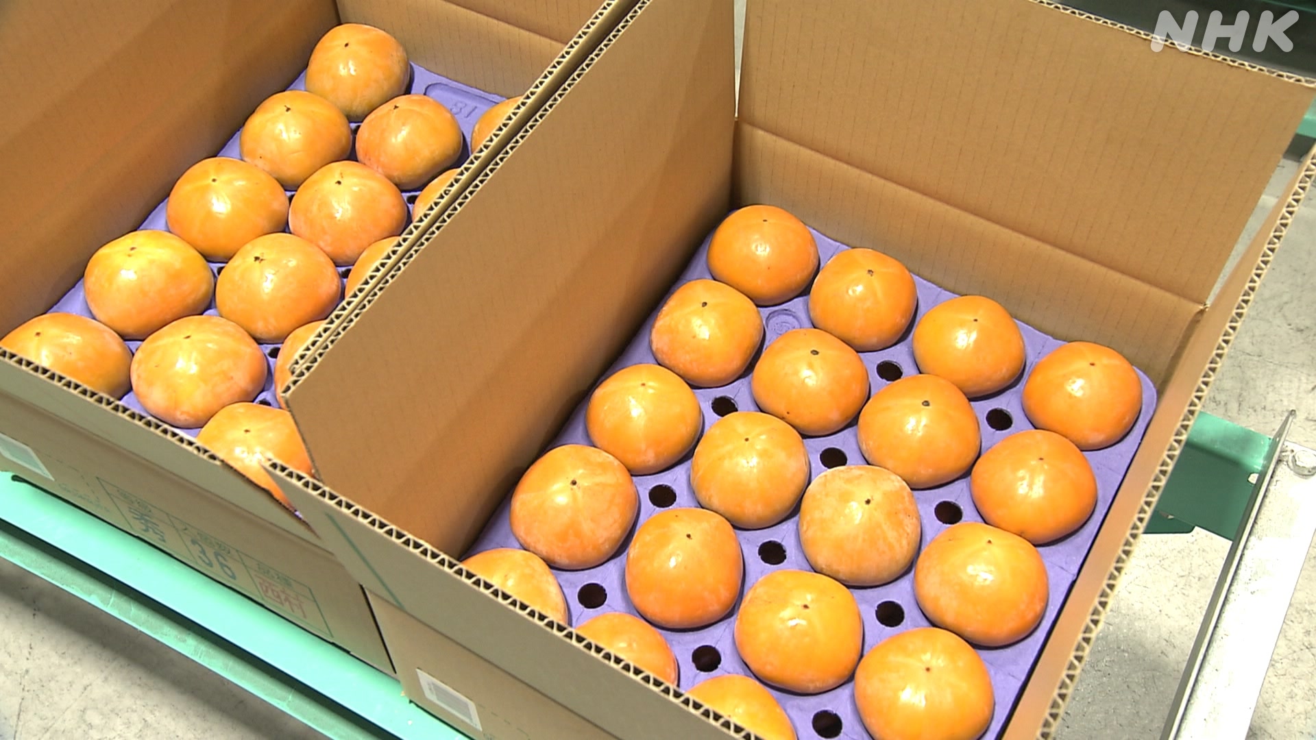 Gifu Prefecture Ono Town: Autumn fruit 'persimmon' shipped to market