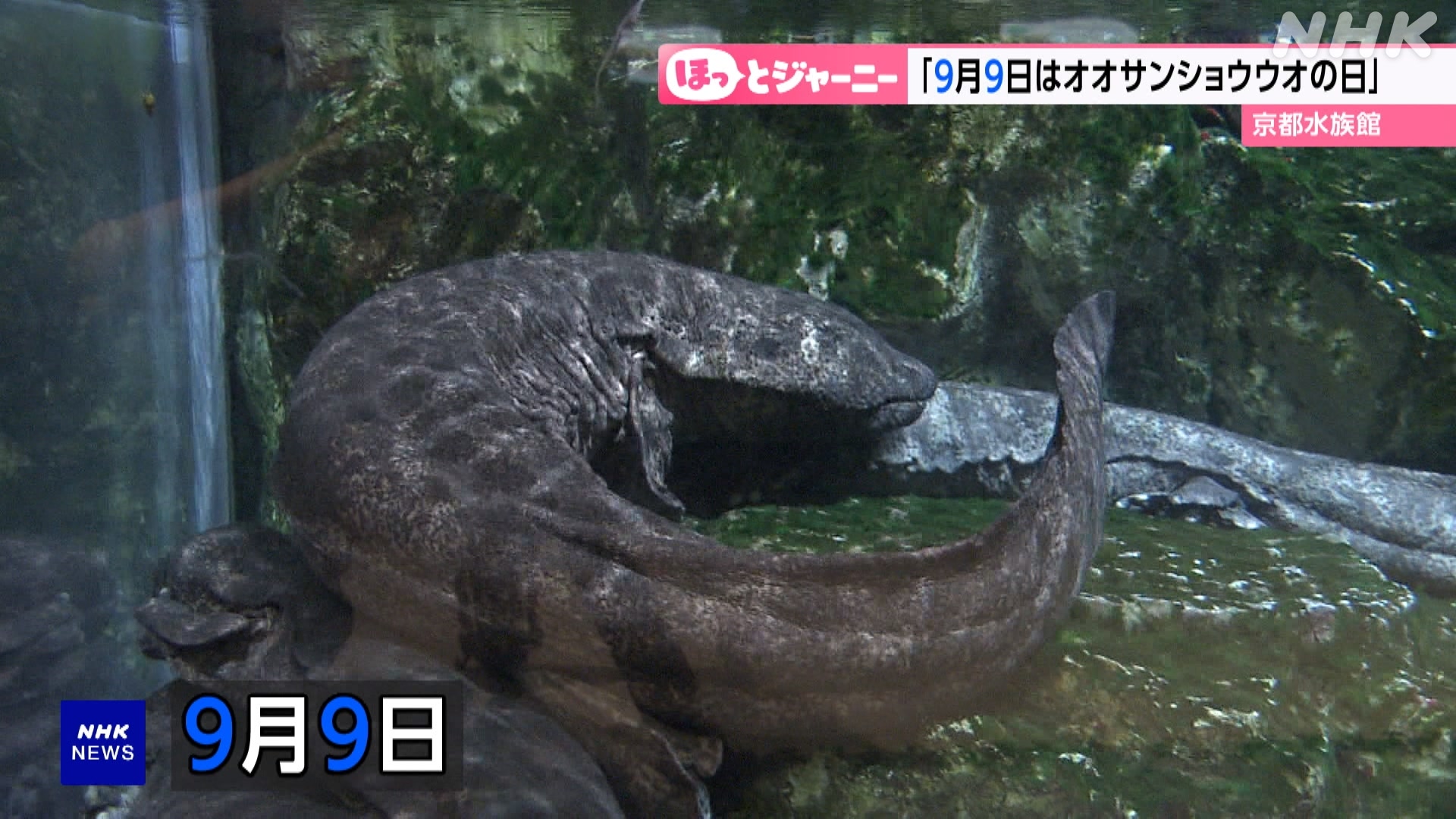 Kyoto Aquarium investigated the size of the "Japanese giant salamander"