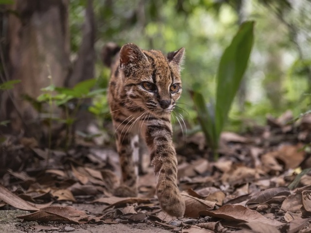 New species of cat discovered for the first time in over 100 years