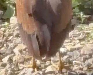 A "bird I've never seen before" in my own garden... ⇒ Its true identity was a rare species! "Even if you search, you can hardly ever meet one" "It's too rare"