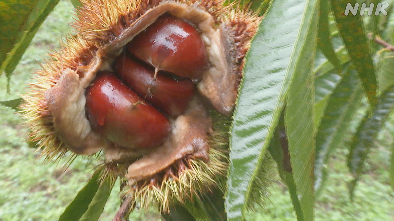 Kyoto Prefecture: The season when delicious "Tanba chestnuts" can be harvested in autumn