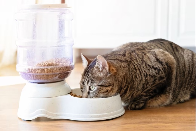 Heavy metals found in cat food, lead detected in 99% of products; pesticides and plastic-related chemicals also found in US investigation