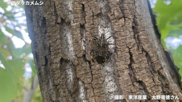 [Invasive species: the yellow-spotted stink bug] "Is it in your town?" First confirmed in Nagasaki during the Edo period, and since the 2000s its distribution has expanded across Japan; now it is commonly seen even in the Kanto region... [Viewer discretion advised for images]