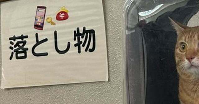 保護猫を警察に届けようとしたら...⇒「必ず本人(猫)が来てください」“出頭”の様子が話題に