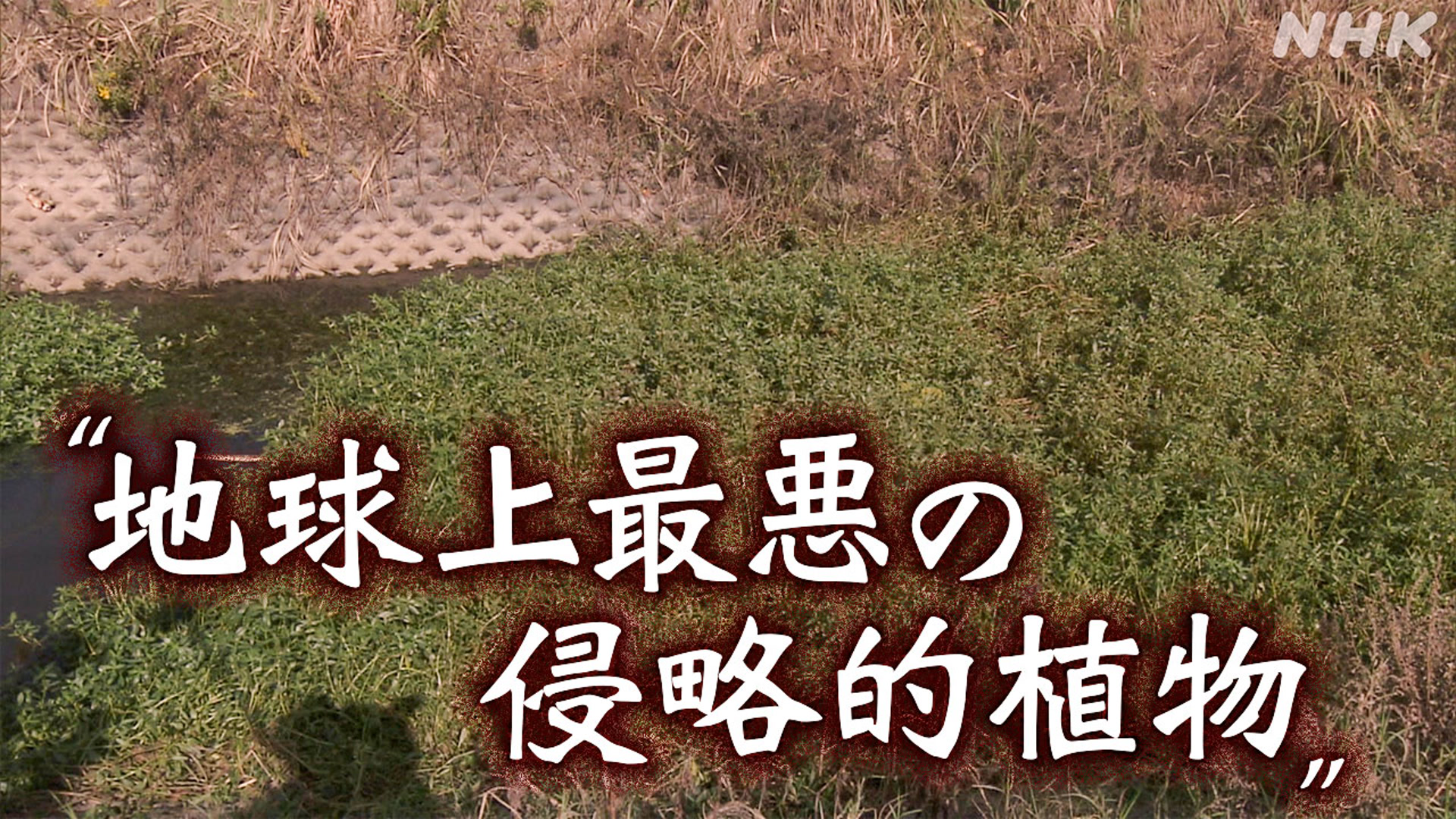 Lake Inba in Chiba Prefecture: Harmful Aquatic Weed May Spread to Rice and Other Crops