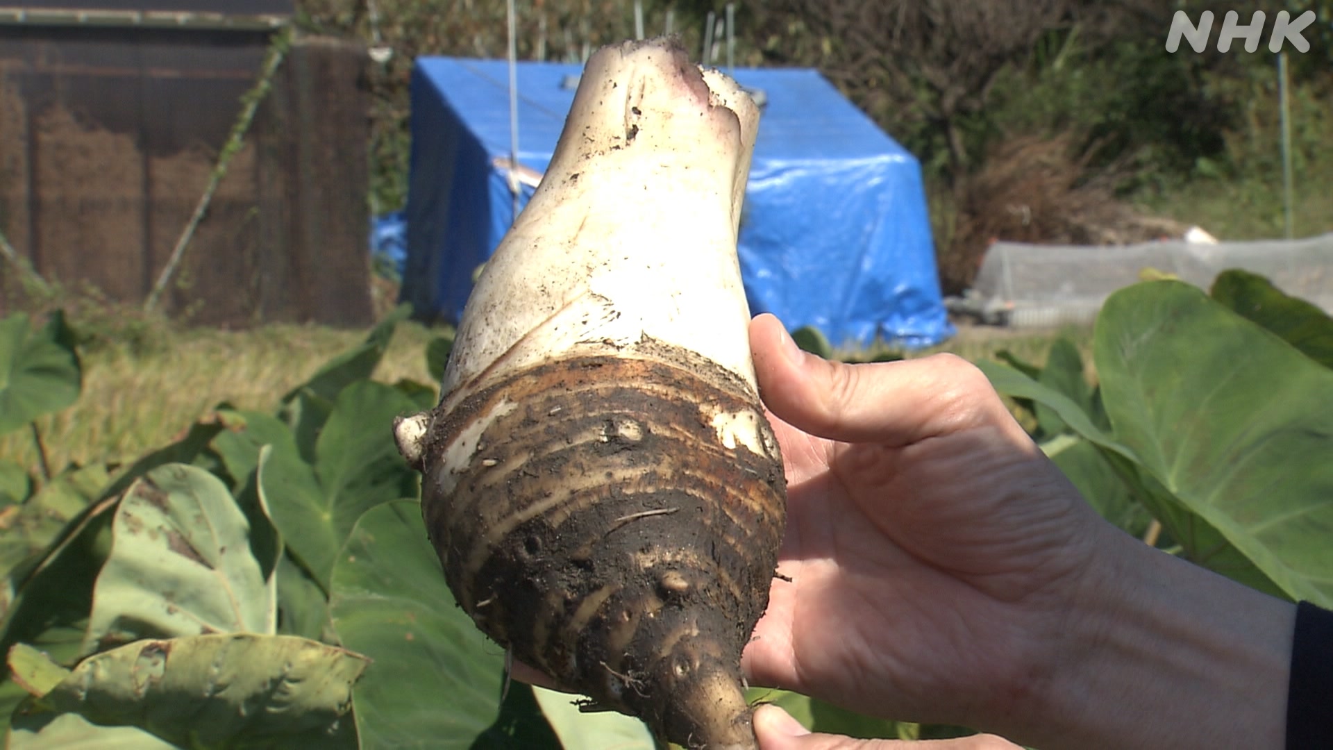 Kyoto: The season for harvesting 'ebiimo,' used in New Year's dishes