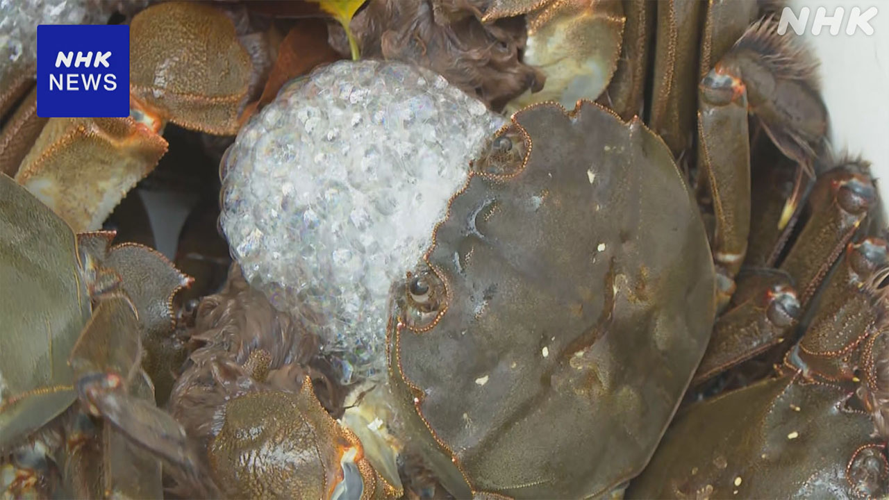 Kawazu Town, Shizuoka Prefecture: Fishing for "mokuzugani" has begun