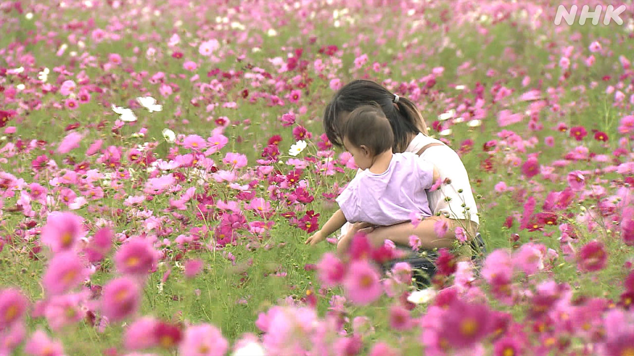 Many cosmos flowers are blooming.