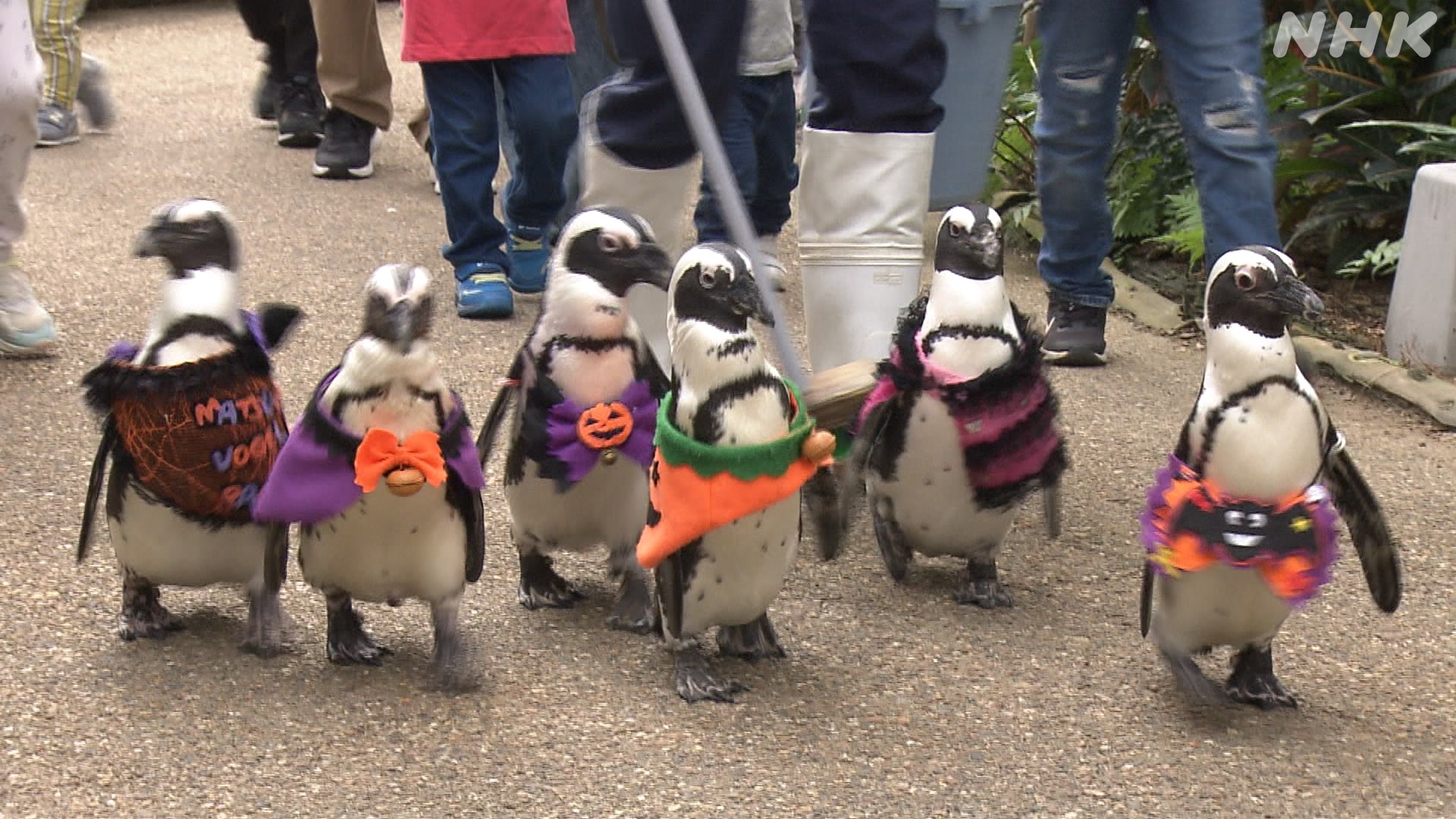 Penguins wearing Halloween costumes go for a walk