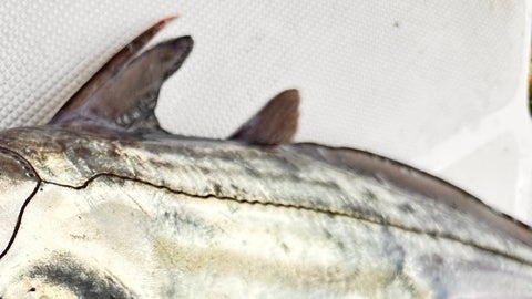 Certified as a world record! A fish caught at a depth of 201 meters in Sagami Bay looks "just like a cyborg" ⇨ Huge reaction to a "mystery of nature" that surpasses AI