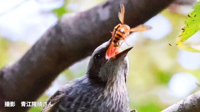 "A brown-eared bulbul is eating a hornet!? Is the venomous stinger safe? Does it have resistance? 'A dangerous hornet becomes prey for the brown-eared bulbul...'"